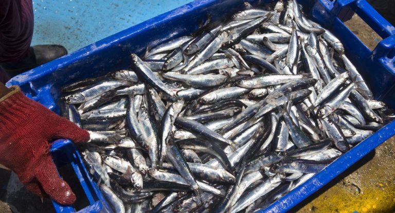 SNI: Exportaciones de pesca para consumo humano directo podrían sumar US$ 3,000 millones en 2021