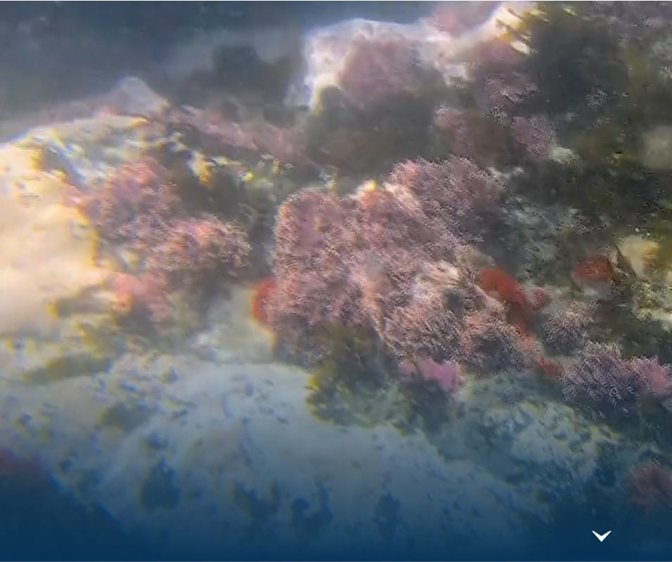 Fondo marino con presencia de Algas Marinas